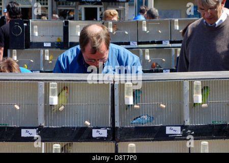 La vente du vendeur du marché dans des cages à oiseaux colorés à vendre à animal stand au marché des animaux domestiques Banque D'Images