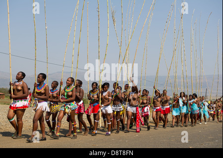 Zulu maidens livrer reed colle au roi zoulou, Reed Dance à eNyokeni Palace, Nongoma, Afrique du Sud Banque D'Images