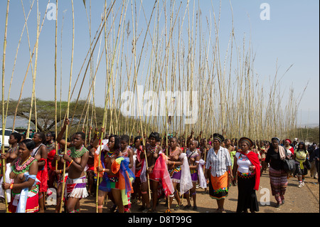Zulu maidens livrer reed colle au roi zoulou, Reed Dance à eNyokeni Palace, Nongoma, Afrique du Sud Banque D'Images