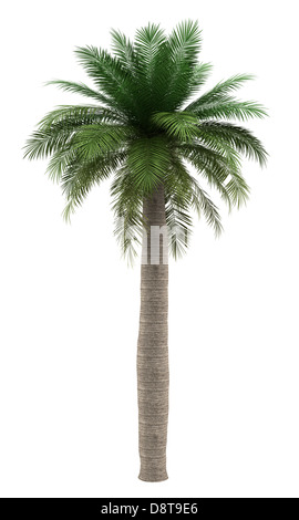 Vin chilien palm tree isolated on white Banque D'Images