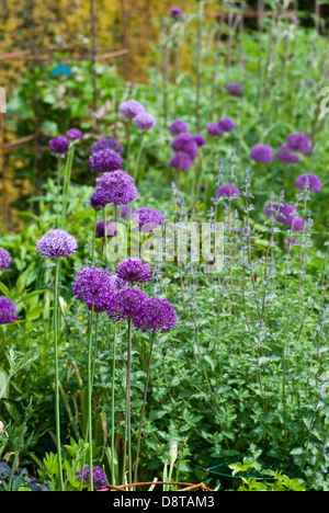 Un mélange de plantes poussant dans un allium border Banque D'Images