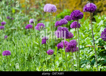 Un mélange de plantes poussant dans un allium border Banque D'Images