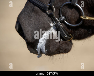 Cheval islandais, Islande Banque D'Images