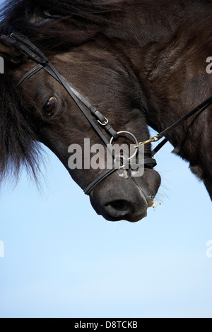 Cheval islandais, Islande Banque D'Images