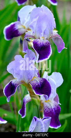 Violet et bleu pâle iris fleurs Banque D'Images