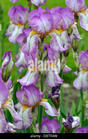 Violet rose et blanc iris fleurs Banque D'Images