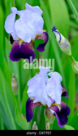 Violet et bleu pâle iris fleurs Banque D'Images