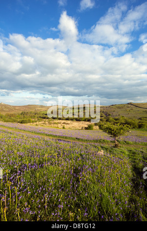 Bluebells à Holwell pelouse au printemps, le parc national du Dartmoor Devon Uk Banque D'Images