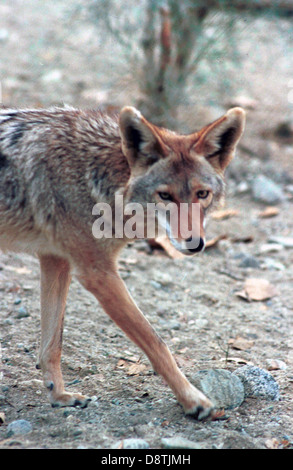 Coyote Canis latrans, Chacal, le loup américain brosse des prairies le loup, le coyote, espèces d'Amérique centrale au nord canine, filou, Banque D'Images