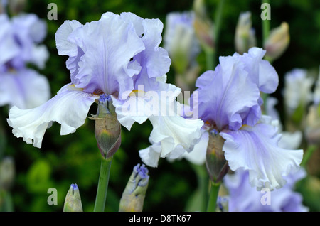 Iris fleurs bleu pâle Banque D'Images
