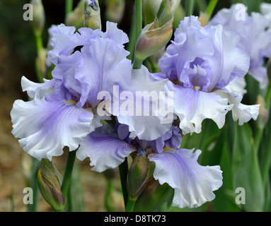 Iris fleurs bleu pâle Banque D'Images