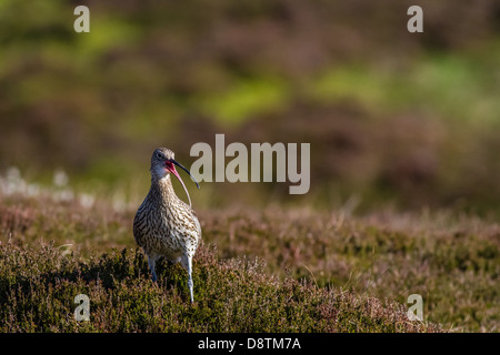 Curlew (Numenius arquata) Appelant les Maures, sur le terrain au début du soleil Banque D'Images