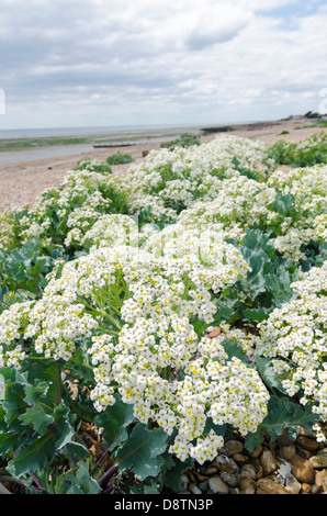 De plus en plus chou mer sur la plage de Ferring Worthing West Sussex UK Banque D'Images