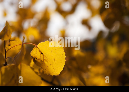 Automne feuilles jaunes contre le ciel bleu Banque D'Images