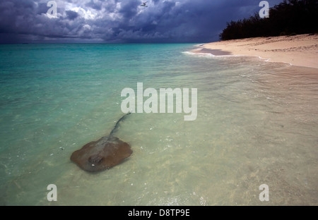 Stingray en eau peu profonde, au nord ouest de l'Île, Capricorne Groupe Bunker, Grande Barrière de Corail, Queensland, Australie Banque D'Images