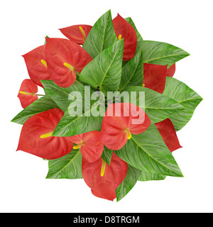 Vue de dessus de red flower isolated on white Banque D'Images