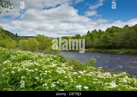 [COW parsley Anthriscus sylvestris] CROISSANT SUR LES BORDS DE LA RIVIÈRE SPEY SCOTLAND AU PRINTEMPS Banque D'Images