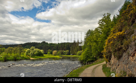 Rivière SPEY PRÈS DE ABERLOUR ICI UN PREMIER BATTEMENT DU SAUMON SUR LA RIVIÈRE SPEY À WESTER ELCHIES Banque D'Images