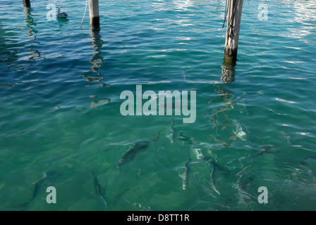 Les poissons se nourrissent dans l'eau bleu-vert clair à la marina de Sailfish à Palm Beach Shores, en Floride, près de l'entrée de Palm Beach. (ÉTATS-UNIS) Banque D'Images