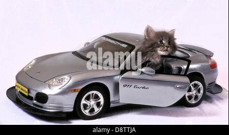 Mignon chaton gris posés en miniature de voiture Porsche 911 Turbo gris Banque D'Images