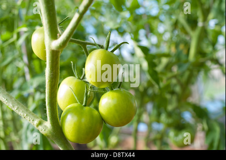 Green tomato plants in greenhouse Banque D'Images