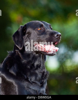 Laboratoire noir portrait, Labrador retriever (Canis lupus familiaris) Banque D'Images