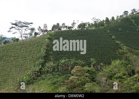 Les plantations de café, près de Salento, vallée de Cocora, Colombie Banque D'Images