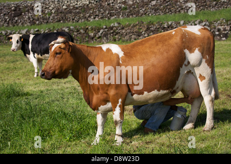 Les hommes de traire les vaches à l'île de São Jorge - Açores Banque D'Images