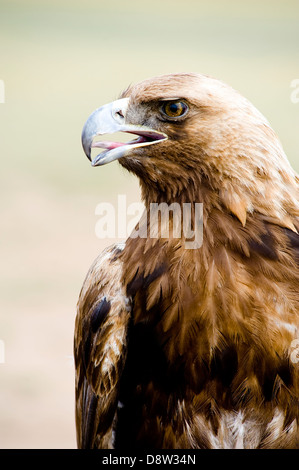 L'aigle royal. Aquila chrysaetos. Banque D'Images