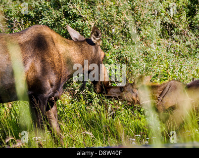 L'orignal femelle et deux veaux paissent près de la ville isolée de Chitina, Alaska, USA Banque D'Images