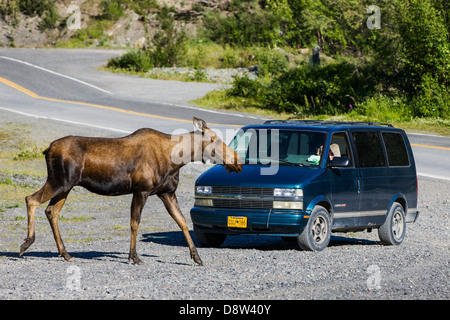 Féminin Moose arrête la circulation dans la ville reculée de Chitina, Alaska, États-Unis Banque D'Images