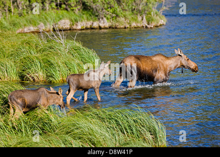 L'orignal femelle et deux veaux piscine dans la ville, le lac, Alaska, USA Chitina Banque D'Images