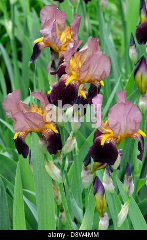 La lumière et l'obscurité brown iris fleurs Banque D'Images
