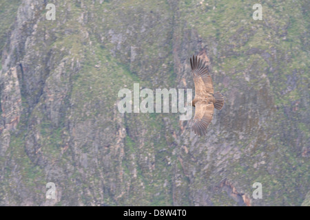 Un Condor des Andes du sud du Pérou monte sur le Canyon de Colca, Pérou Banque D'Images