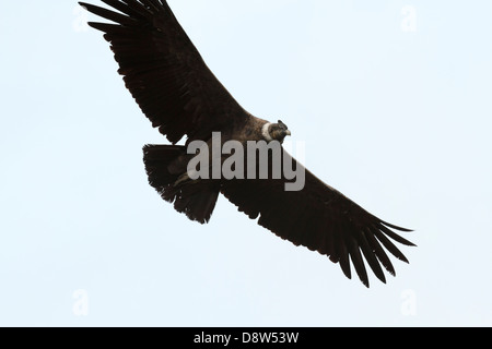 Un Condor des Andes du sud du Pérou monte sur le Canyon de Colca, Pérou Banque D'Images