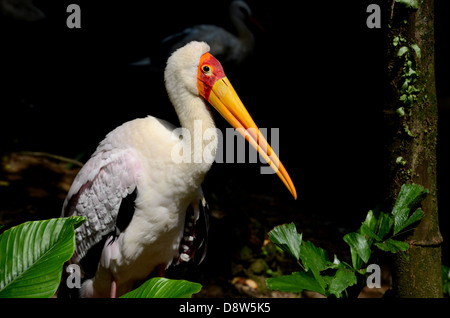 Bec jaune Stork pairs à l'appareil photo Banque D'Images