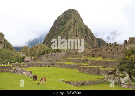 Les lamas résident sur Machu Picchu Site Archéologique, Pérou Banque D'Images
