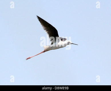 Close-up of a Black-winged Stilt (Himantopus himantopus) en vol Banque D'Images