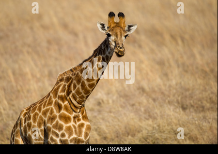 Le sud de Girafe (Giraffa camelopardalis giraffa), Chantôme Game Reserve, Afrique du Sud Banque D'Images