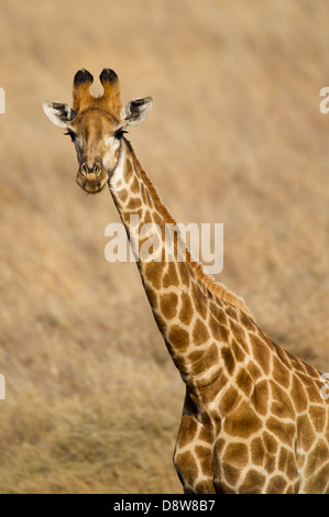 Le sud de Girafe (Giraffa camelopardalis giraffa), Chantôme Game Reserve, Afrique du Sud Banque D'Images