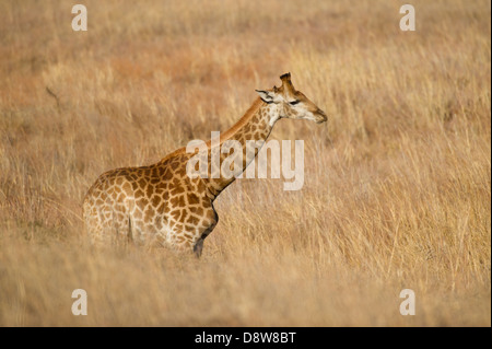 Le sud de Girafe (Giraffa camelopardalis giraffa), Chantôme Game Reserve, Afrique du Sud Banque D'Images