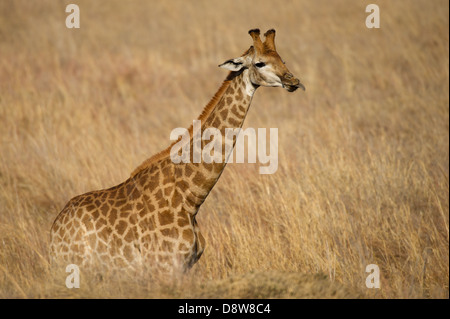 Le sud de Girafe (Giraffa camelopardalis giraffa), Chantôme Game Reserve, Afrique du Sud Banque D'Images