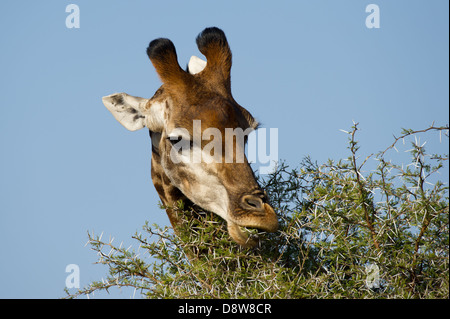 Le sud de Girafe (Giraffa camelopardalis giraffa navigation), Chantôme Game Reserve, Afrique du Sud Banque D'Images