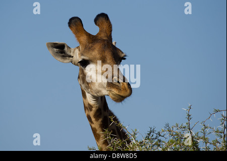 Le sud de Girafe (Giraffa camelopardalis giraffa), Chantôme Game Reserve, Afrique du Sud Banque D'Images