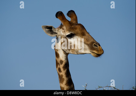 Le sud de Girafe (Giraffa camelopardalis giraffa), Chantôme Game Reserve, Afrique du Sud Banque D'Images