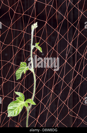 Morning Glory vine l'escalade sur le net Banque D'Images