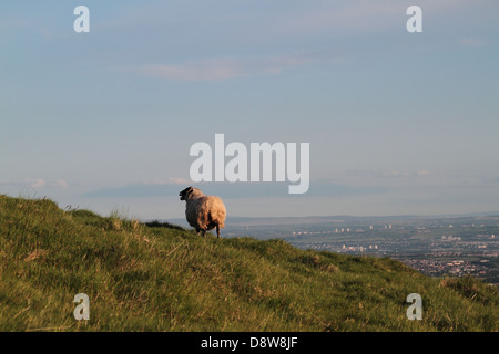 Les moutons Campsie Fells à Lennoxtown, Glasgow, Écosse, Royaume-Uni Banque D'Images