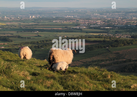 Quelques moutons dans les collines de Campsie Fells l Banque D'Images