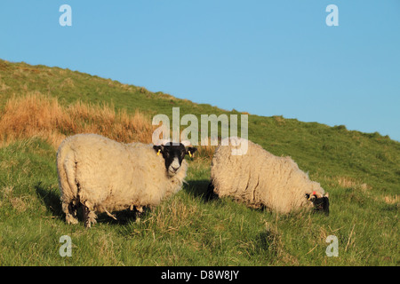 Des moutons paissant dans les domaines de l'Eeklo glen Banque D'Images