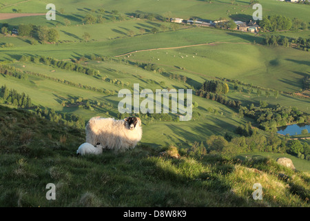 Le pâturage des moutons élevés dans les collines sur l'Ecosse Banque D'Images